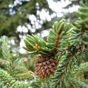 Picea orientalis galle ananas